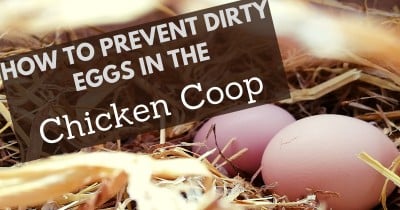 How To Prevent Dirty Eggs in the Chicken Coop